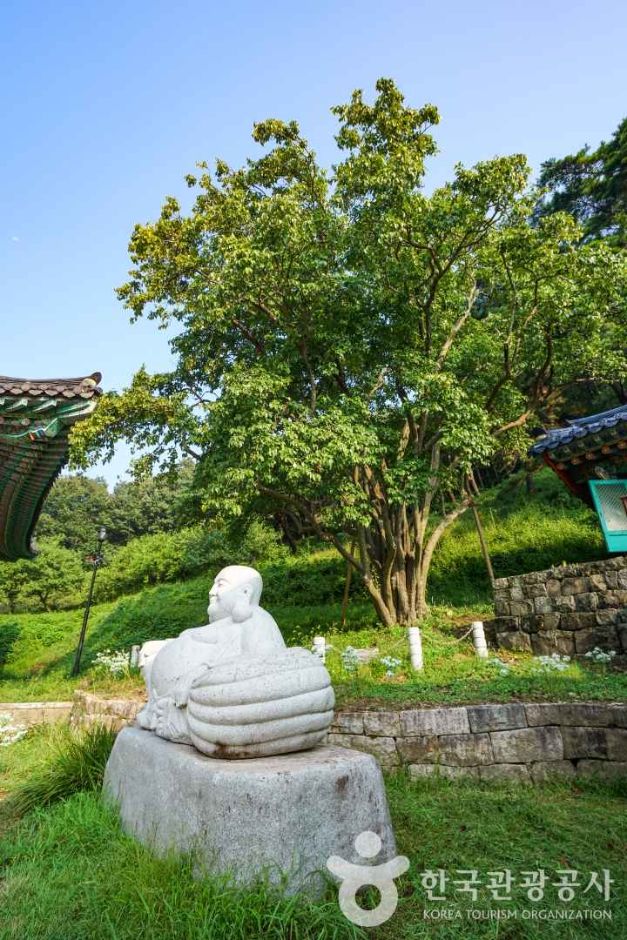창원_인곡리모과나무 (7)