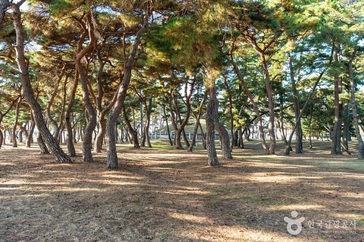 경주_경주 헌덕왕릉_ (1)