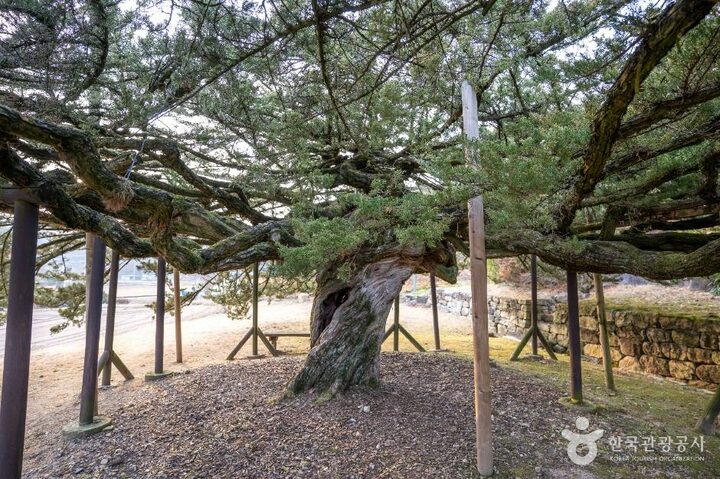 안동_안동 주하리 뚝향나무 (5)