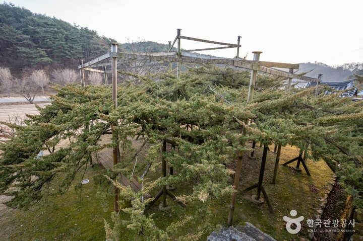 안동_안동 주하리 뚝향나무 (6)