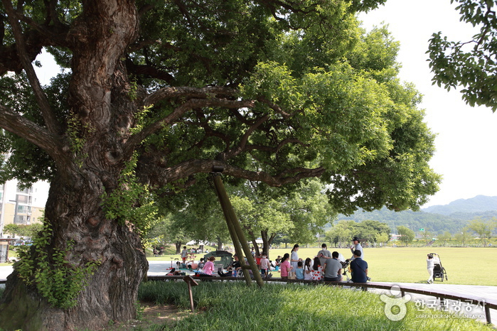 경북_성주_별별 야생화 천국, 성주 가야산야생화식물원과 성밖숲_08