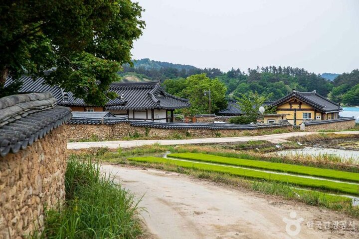 황산마을옛돌담길 (4)
