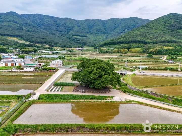 거제_거제 명진리 느티나무 (2)