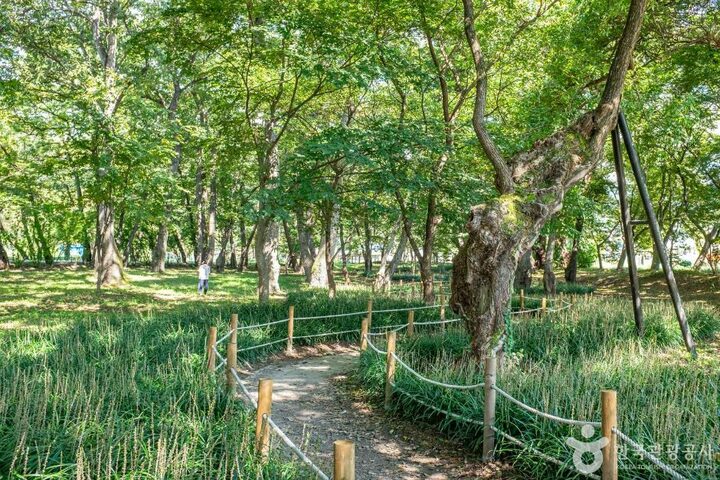 영천_영천 자천리 오리장림 (3)