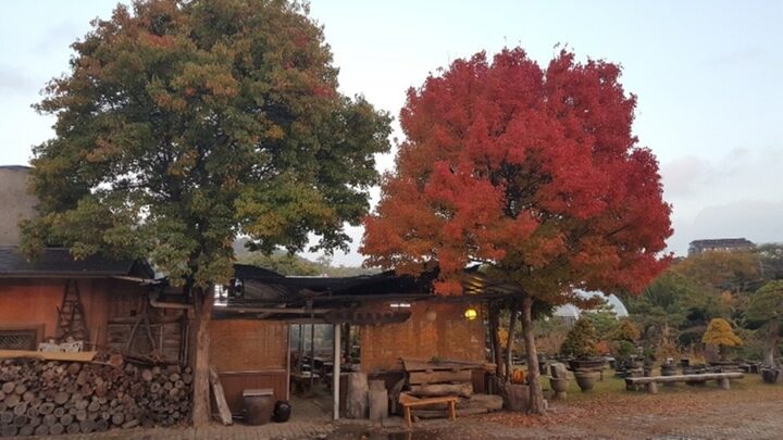 화전분재예술원