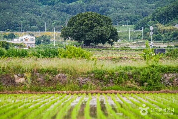 거제_거제 명진리 느티나무 (4)