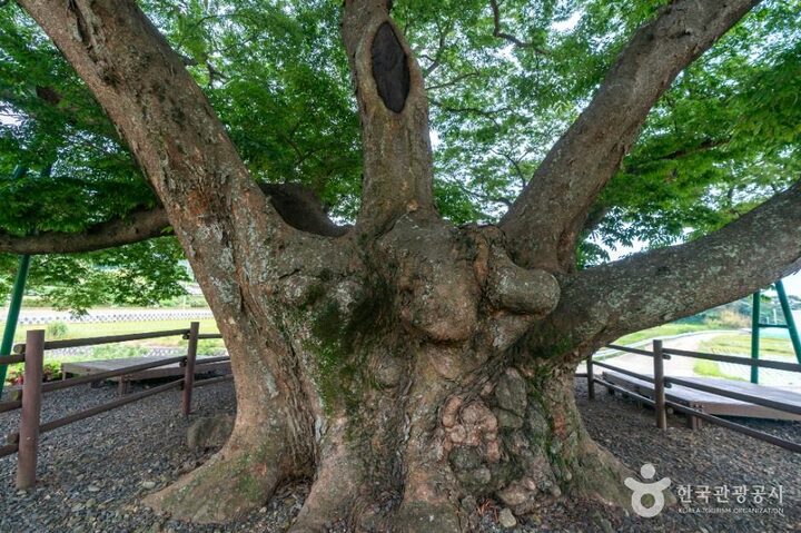 거제_거제 명진리 느티나무 (5)