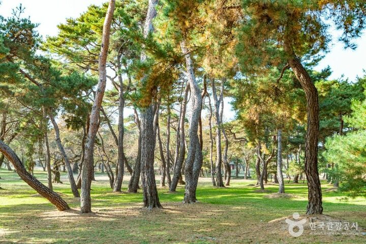 경주_경주 오릉 (7)