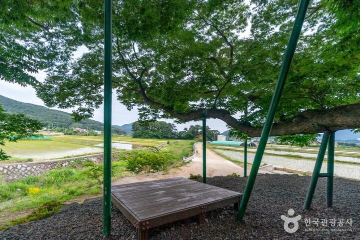 거제_거제 명진리 느티나무 (6)