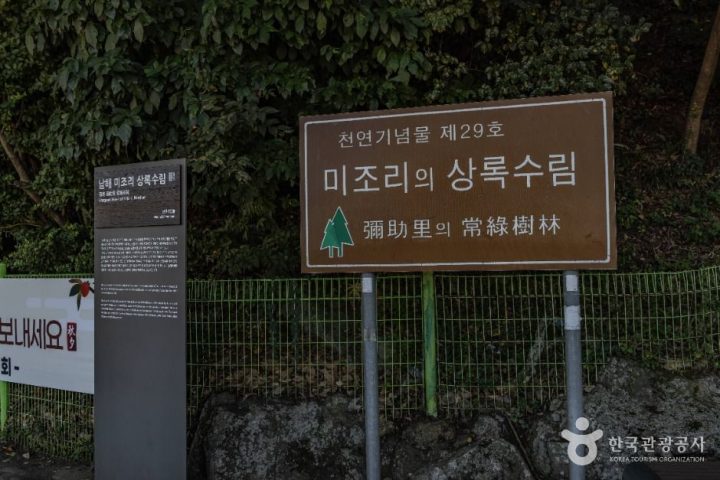 남해_남해 미조리 상록수림 (2)
