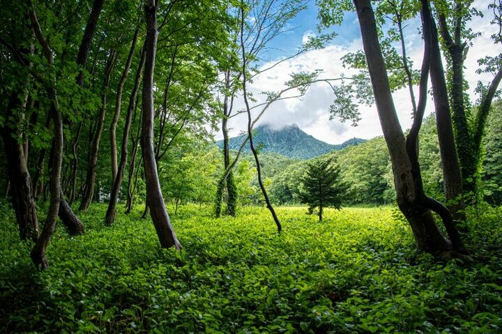 울릉_성인봉 원시림 (울릉도, 독도 국가지질공원) (3)