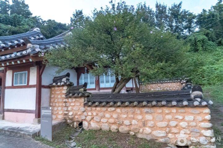 강릉방동리 무궁화8
