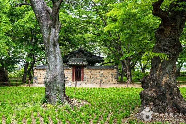 경주 계림 (4)