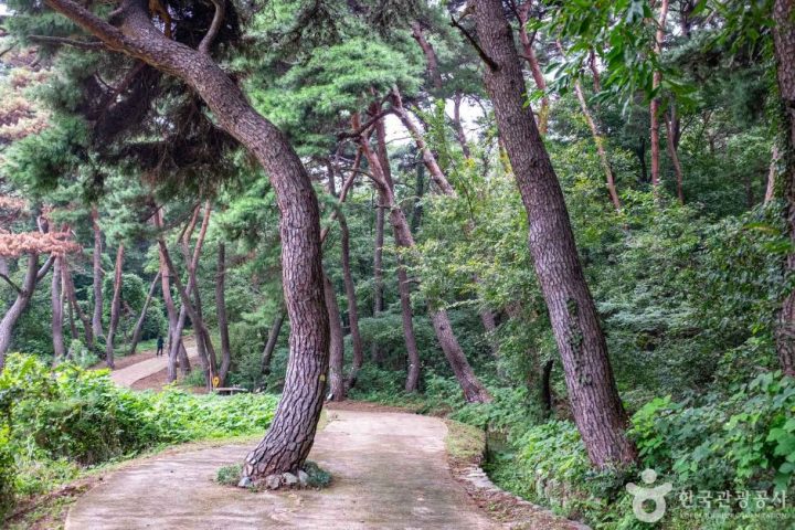 경주_경주 법흥왕릉 (1)