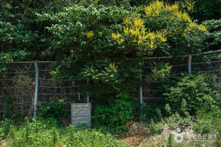 포항_포항 발산리 모감주나무와 병아리꽃나무 군락 (1)