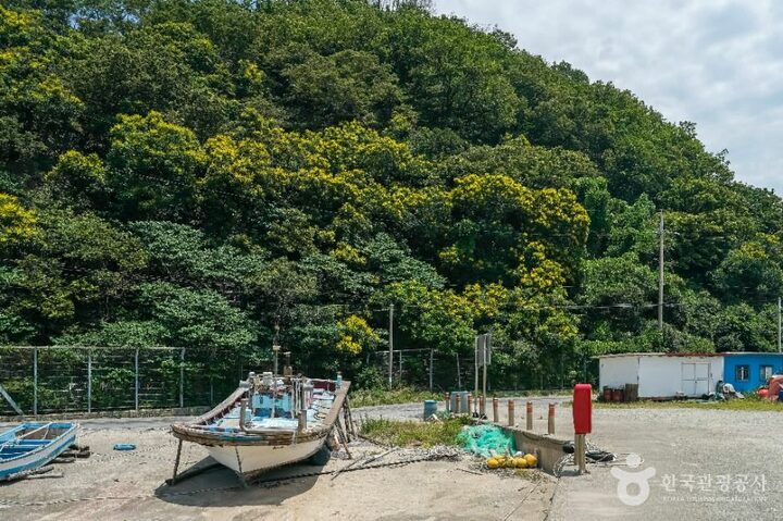 포항_포항 발산리 모감주나무와 병아리꽃나무 군락 (2)