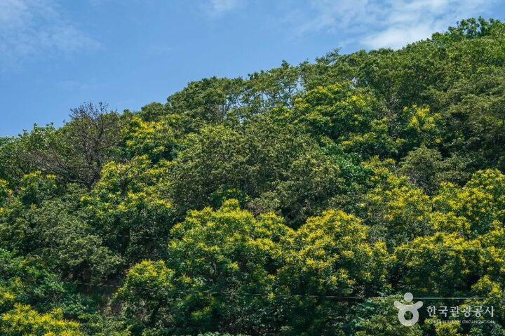 포항_포항 발산리 모감주나무와 병아리꽃나무 군락 (4)