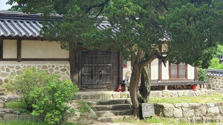 가평_가평 연하리향나무 (2)