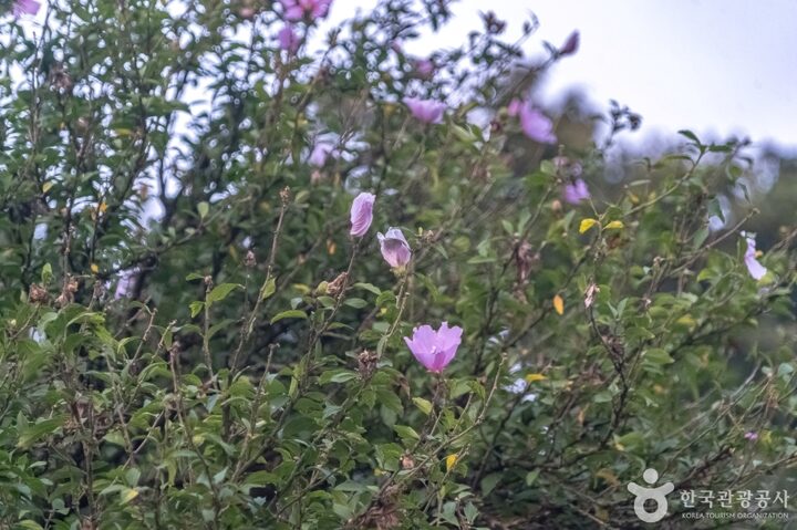 강릉방동리 무궁화19