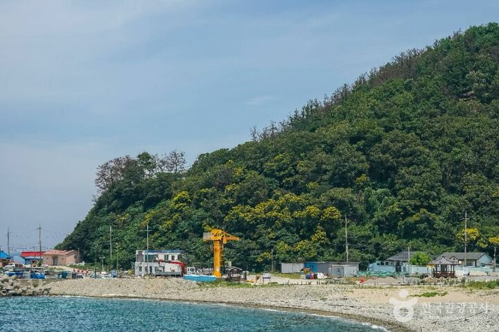 포항_포항 발산리 모감주나무와 병아리꽃나무 군락 (5)