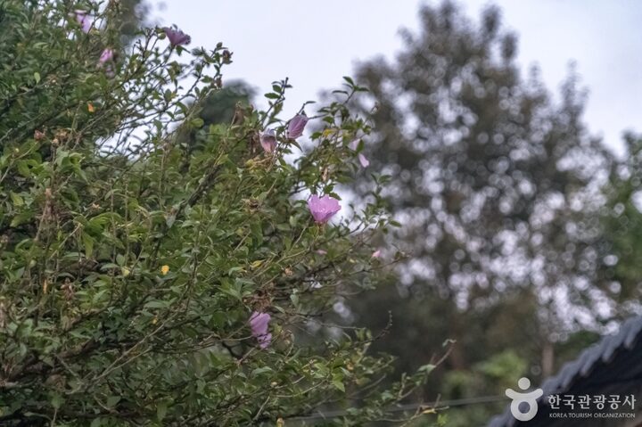 강릉방동리 무궁화20