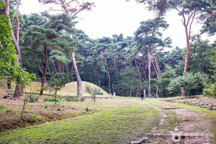 경주_경주 법흥왕릉 (2)