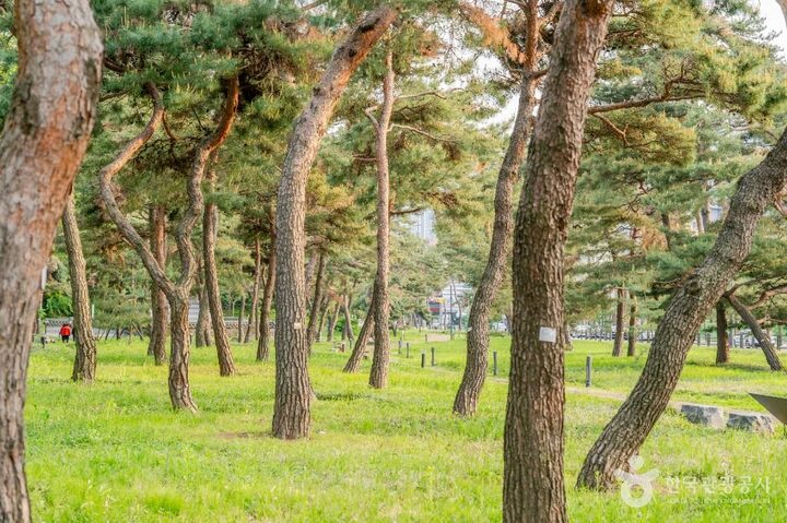 수원_노송지대 (5)