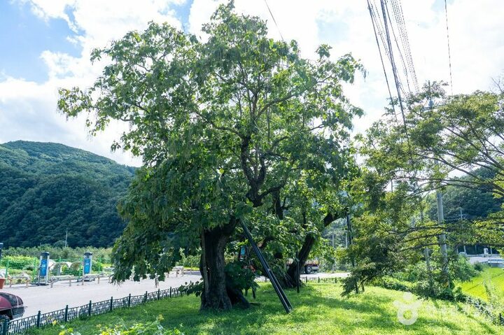 청송_청송 홍원리 개오동나무 (3)