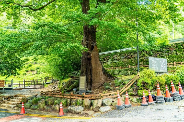 하동_하동 범왕리 푸조나무 (4)
