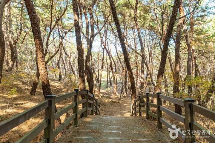 경주_경주 헌강왕릉 (1)