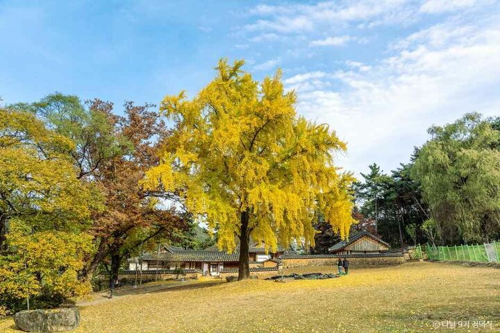 경남 밀양 단풍 명소 추천 금시당 잔도길 달팽이 전망대 표충사 무료입장 실시간_밀양 오연정_3-5.jpg