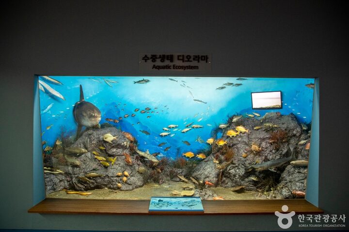목포자연사박물관 (7)