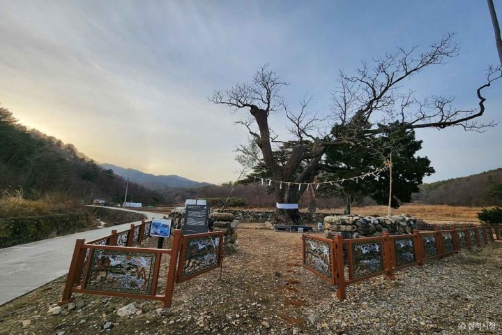 삼척 궁촌리 음나무  (2)
