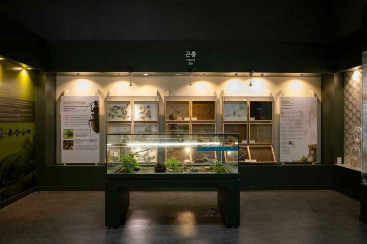 제주_제주특별자치도민속자연사박물관 (7).jpg