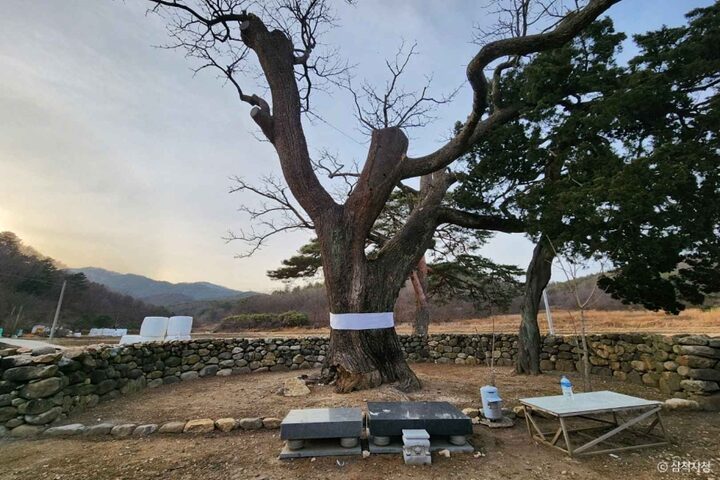 삼척 궁촌리 음나무  (3)