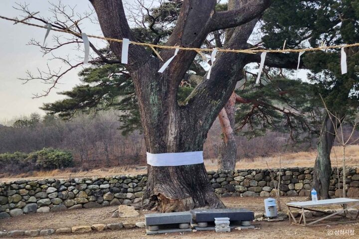 삼척 궁촌리 음나무  (4)