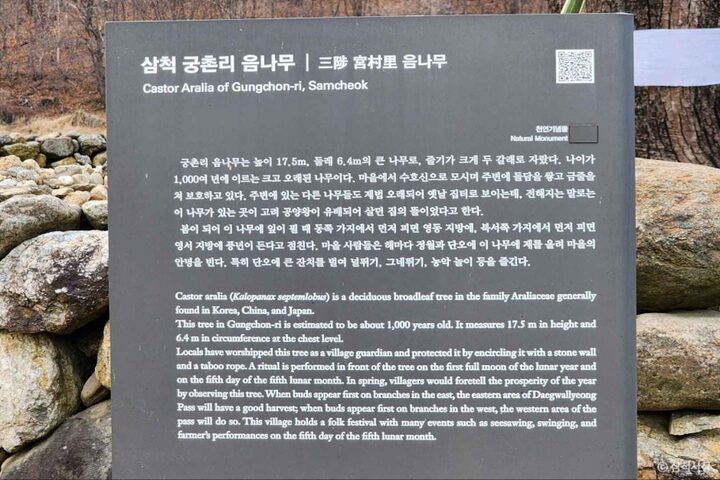 삼척 궁촌리 음나무  (5)