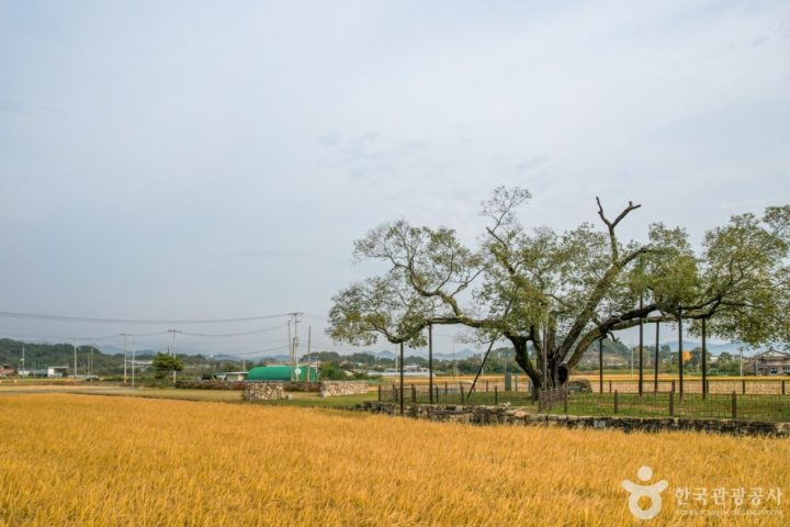 경북_예천_예천 금남리 황목근(팽나무) (3)