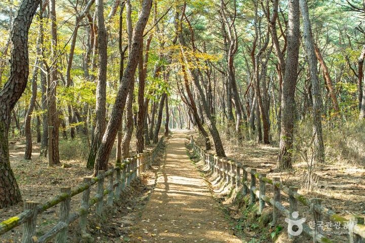 경주_경주 정강왕릉 (1)