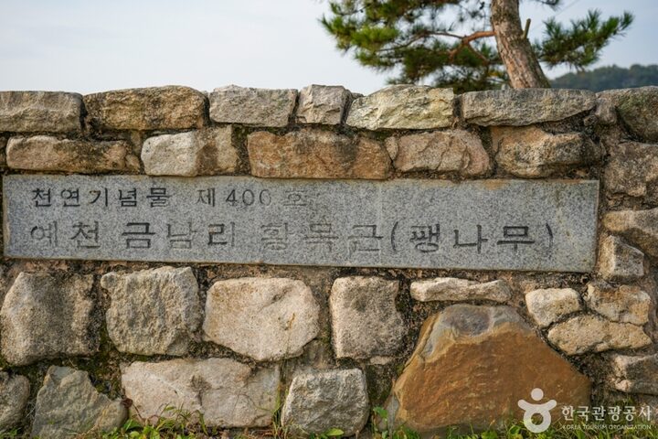 경북_예천_예천 금남리 황목근(팽나무) (4)