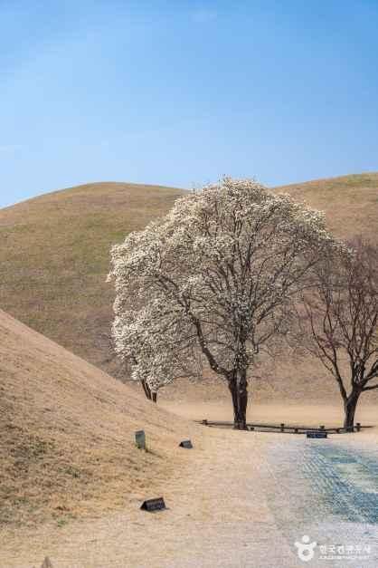 경북_경주_경주 대릉원 일원_외부_3.jpg