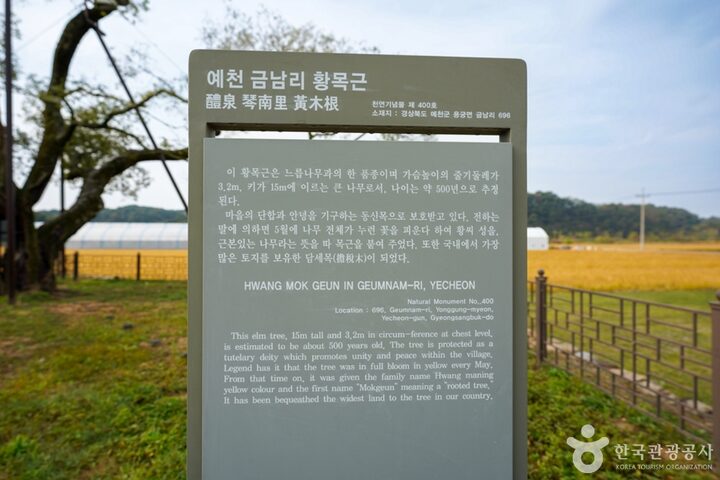 경북_예천_예천 금남리 황목근(팽나무) (7)