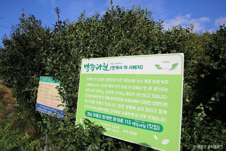 하동_쌍계사차나무시배지 (4)