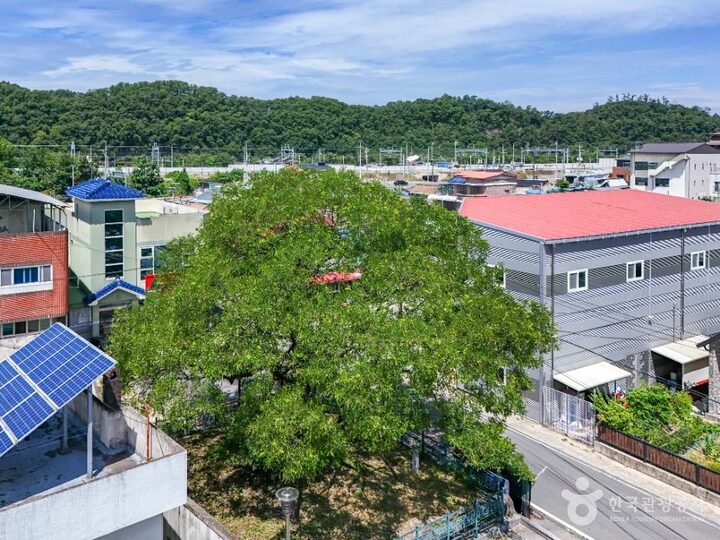 의성_의성읍 도서동의 회나무 (3)