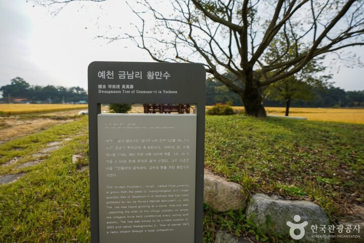 경북_예천_예천 금남리 황목근(팽나무) (9)