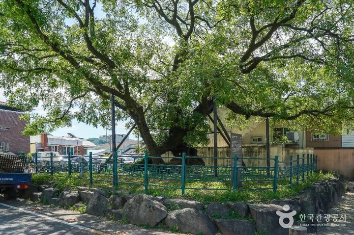 의성_의성읍 도서동의 회나무 (5)