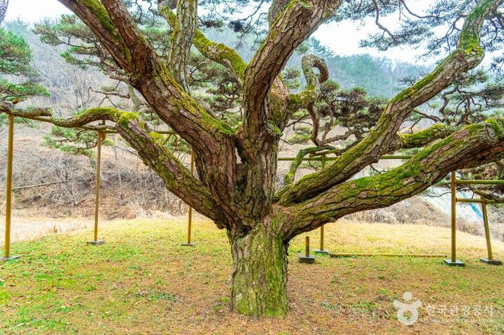예천_예천 사부리 소나무 (3)