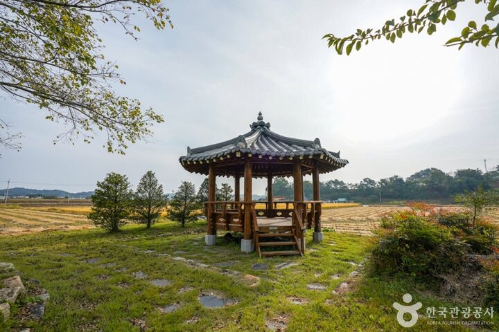 경북_예천_예천 금남리 황목근(팽나무) (11)