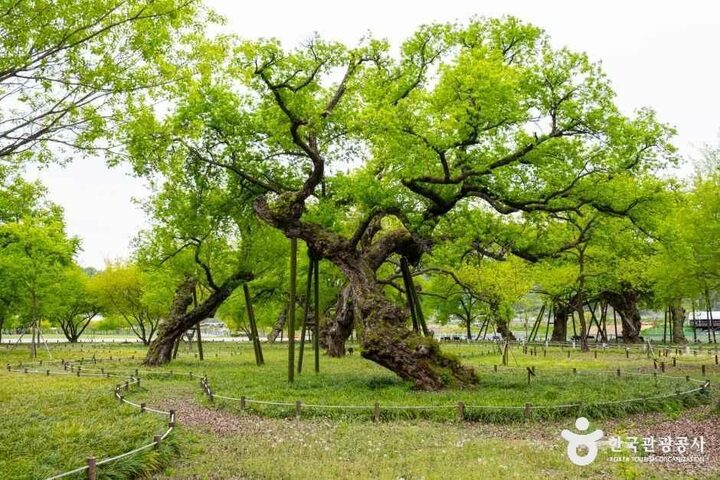 경북_성주_성주 경산리 성밖숲_외부_3.jpg