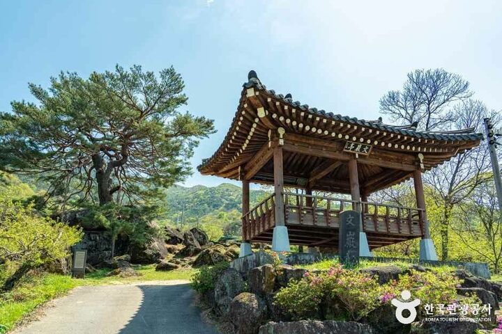 하동_하동 축지리 문암송(악양문암송) (2).jpg